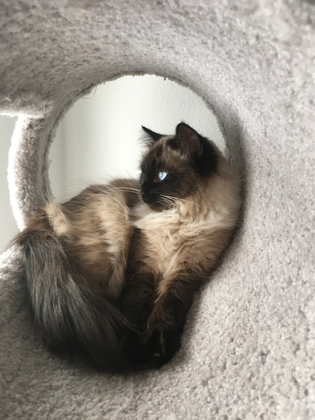 Rosie