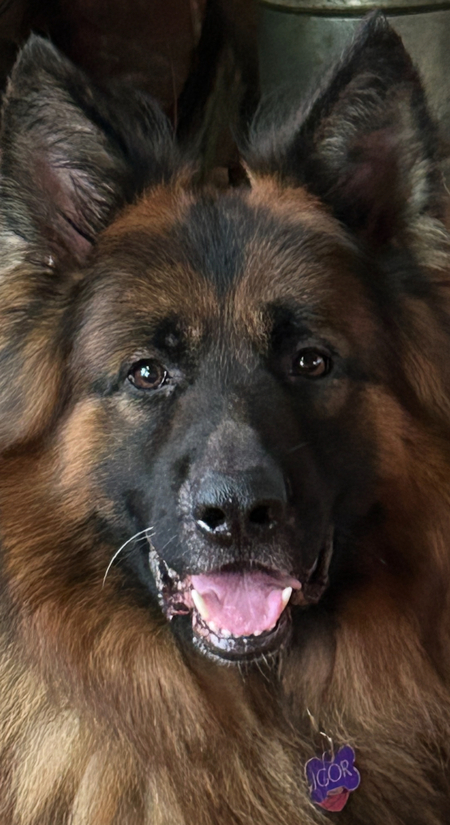 Igor