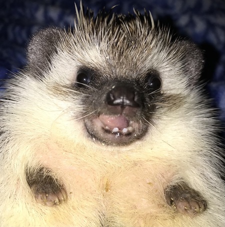 Little Willie