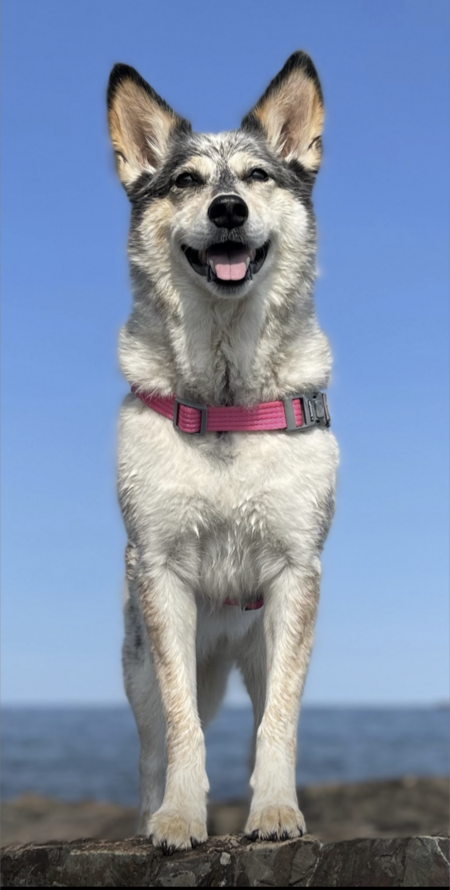 Hazel 