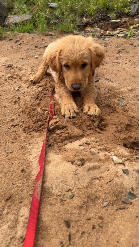 Finley