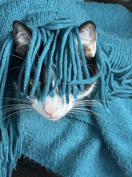 Clyde Kitty