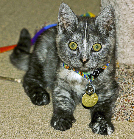 Samba
