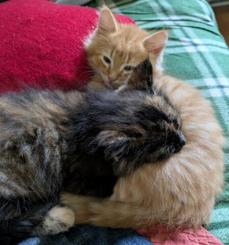 Chester and Nyxie