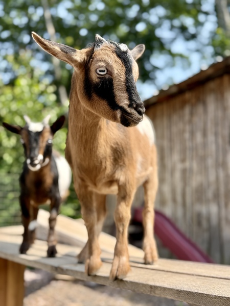 Loki