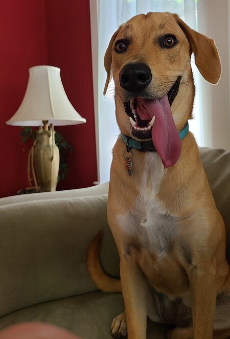 Junebug