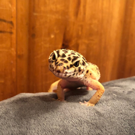 Rex