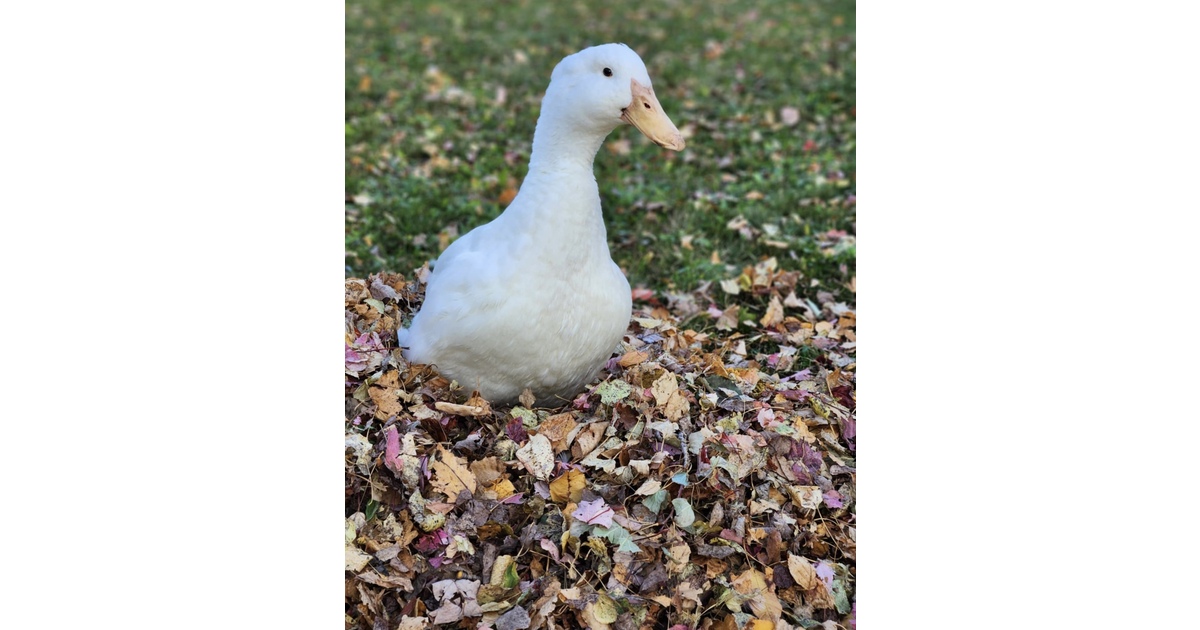 Vote for Crispy 2026 UPAWS Pet Calendar Contest