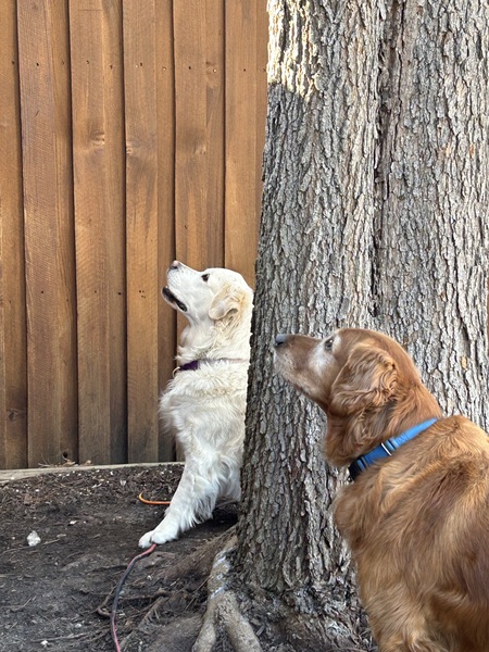 Candy Bear and Wild Bill