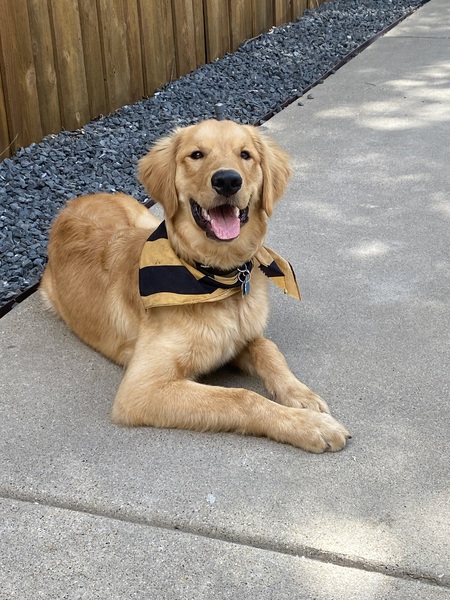 Bauer
