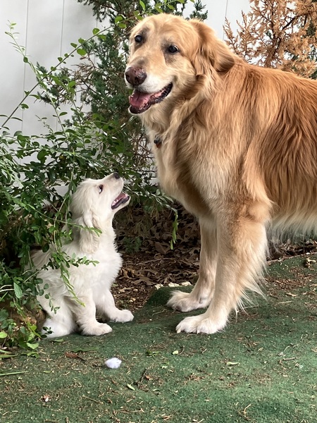 Tank and Little Ranger