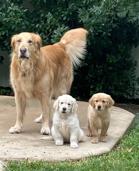 Tank, Ranger, and Ruth