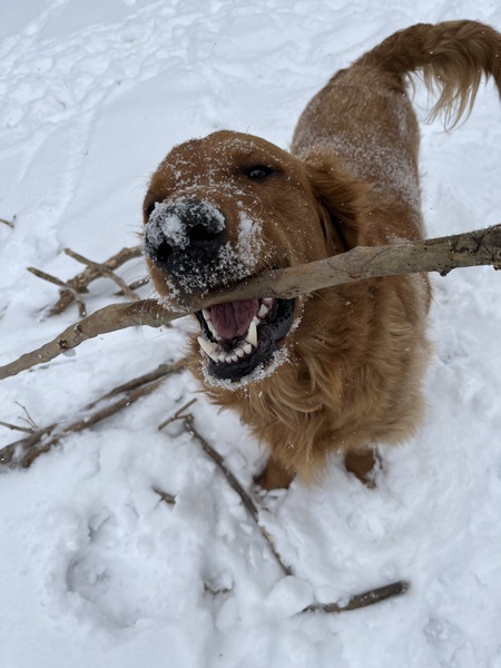 Finnegan 