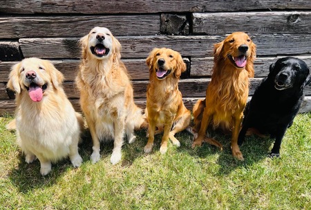 Ellie, Benson, Lucy, Otis and Roxy