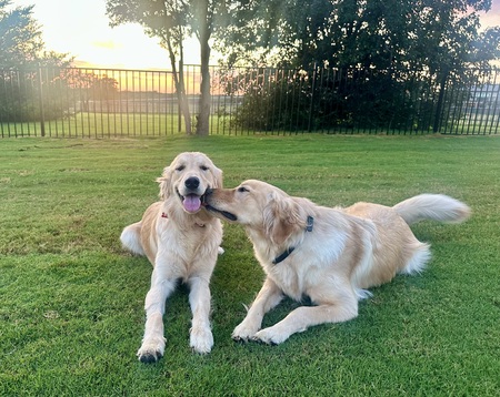 Kara & Gracie (Adopt 2!) 