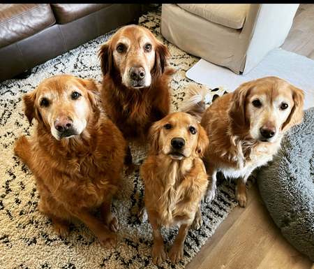 Ruby, Marlon, Lola and Lucy 