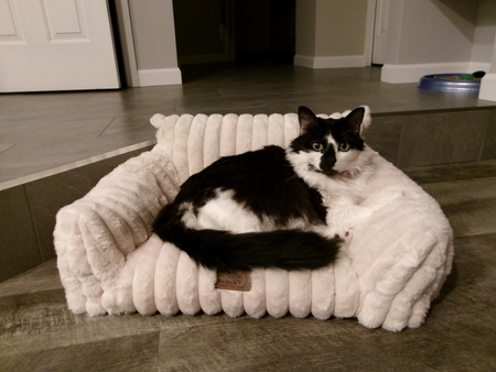 Fluffy