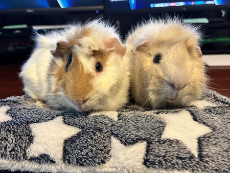 Carl and Henry