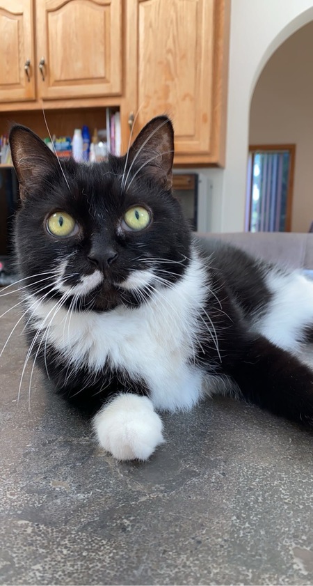 Oreo