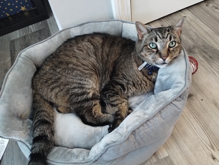 Tiggy