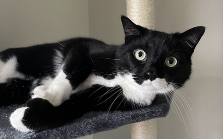 Frankie