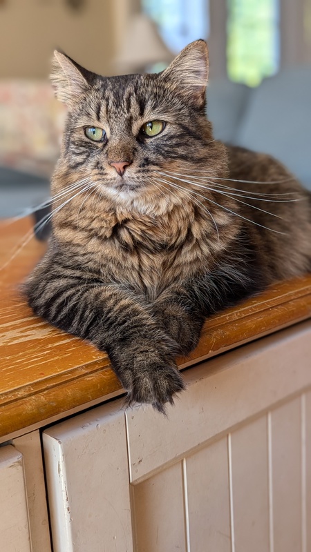 Hazel