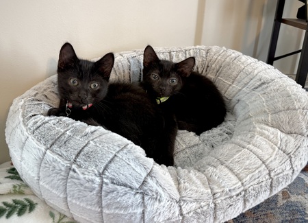  Bellatrix and Sirius
