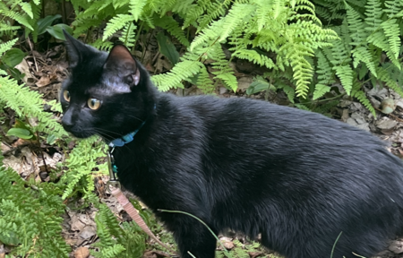Coco
