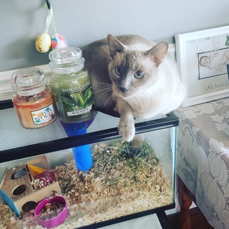 Lily