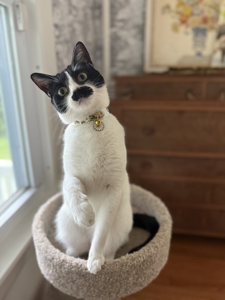 Coconut Newton
