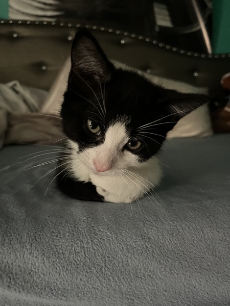Percy 