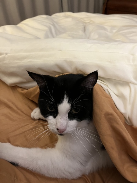 Spot