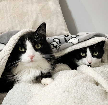 Oreo & Mocha 