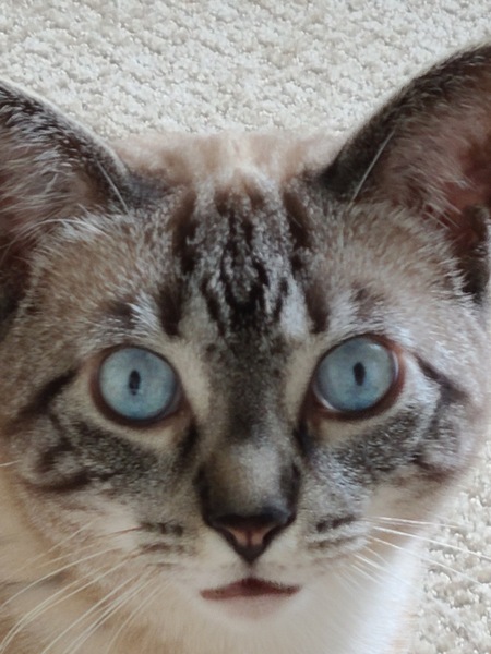 Sammie