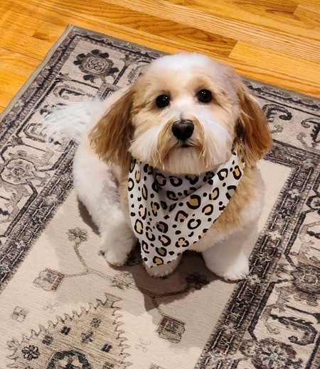 Macie