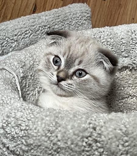 Kit Kat