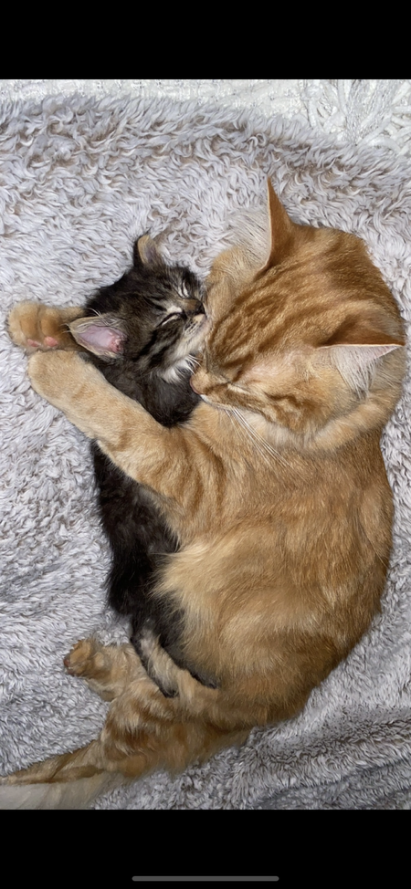 Cupcake and Pudding