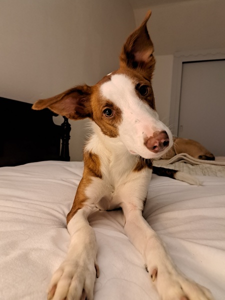 Bubba