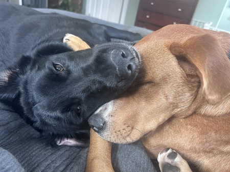 Bodhi and Winston