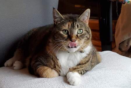 Princess Leia