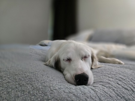 Joey (aka Goose)