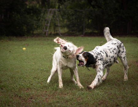 Finch and Joey (Goose)