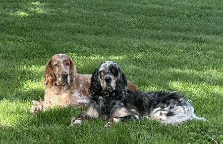 Scoobs and Waylon