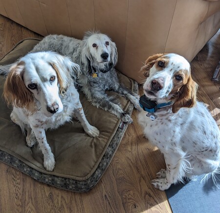 Murphy, Sophie & Miles