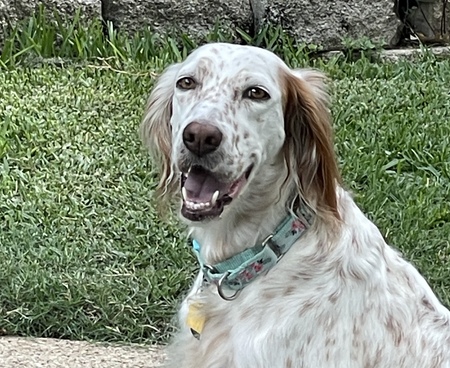 Sabra