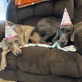 Entry image for Baron & Tillie