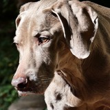 Entry image for Sir Grommit Gray