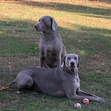Entry image for Neco and Max