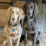 Entry image for Charlie and Willow 