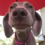 Entry image for Lulu